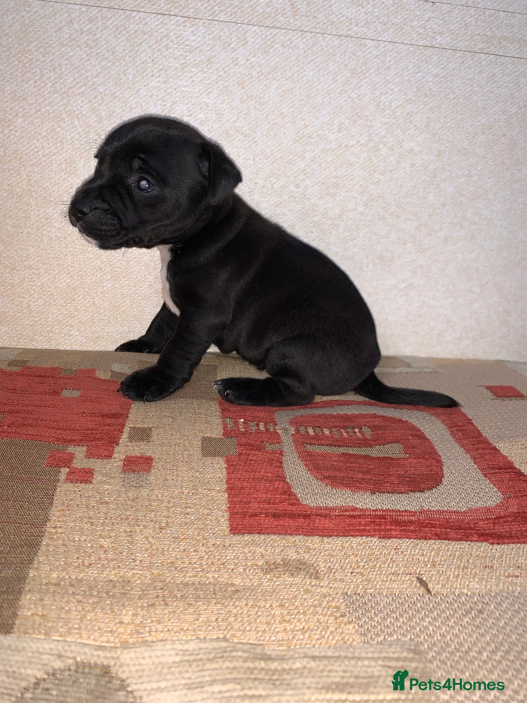 Patterdale Terrier dogs for sale: Patterdale terrier puppies  - Image 4