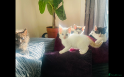 Mixed Breed cats for sale: 8 Adorable Kittens  - Image 12