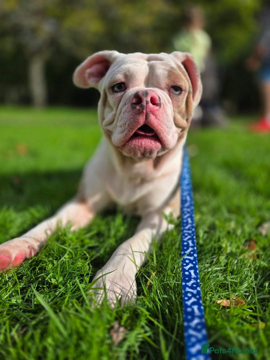 Old Tyme Bulldog dogs for sale: Old Tyme Bulldog - Image 2