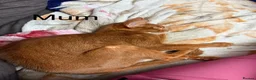Abyssinian cats for sale: TICA Registered Abyssinian × Somali Kittens - Advert 19