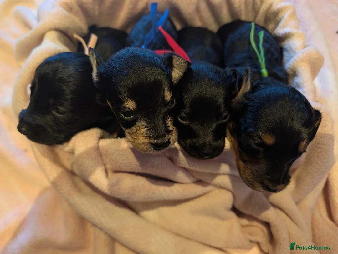Doxiepoo dogs for sale: 4 Adorable Miniature Doxiepoo Puppies  - Advert 1