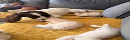 Ragdoll cats for sale: Beautiful kittens  - Advert 10