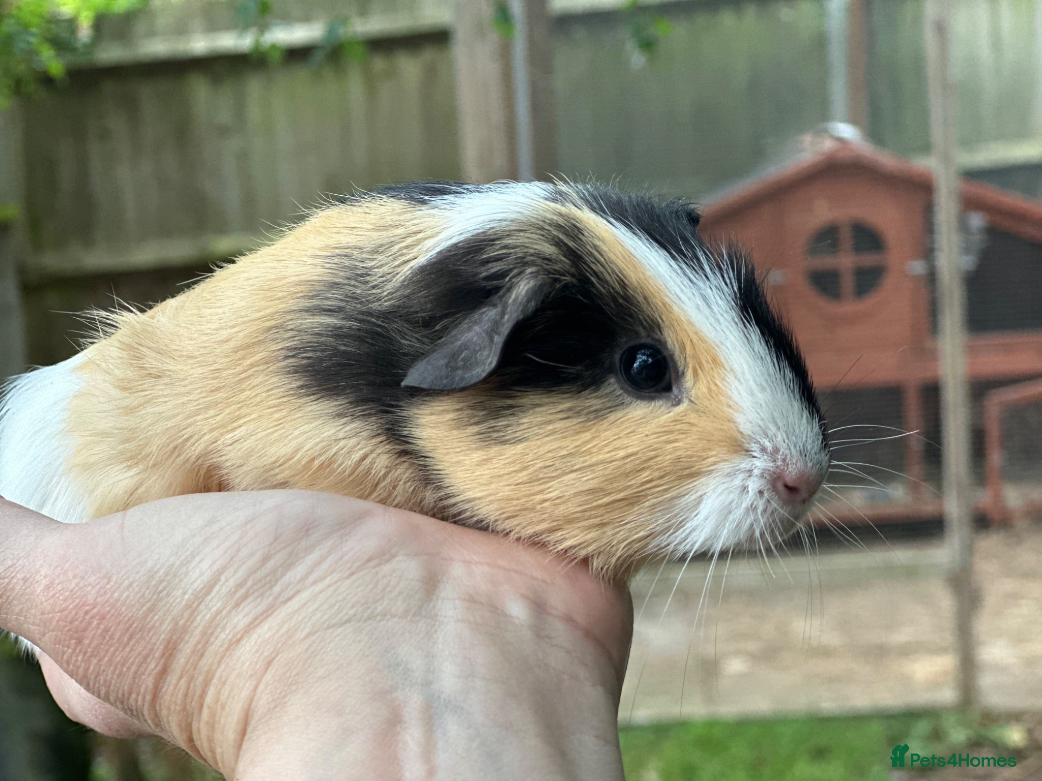Guinea Pig rodents Baby boys - Advert 1