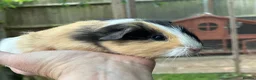 Guinea Pig rodents for sale: Baby boys - Advert 1
