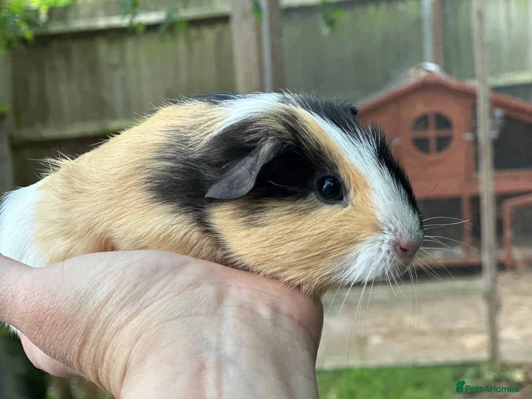 Guinea Pig rodents for sale: Baby boys - Advert 1
