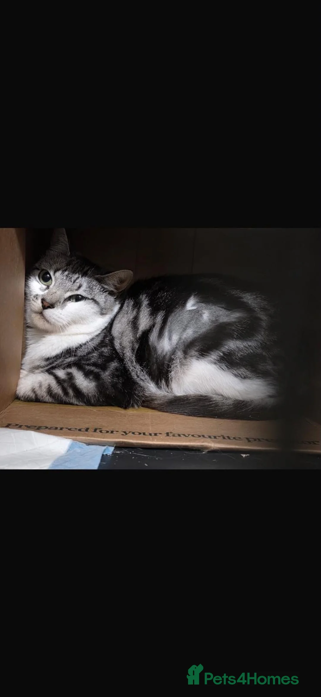 Mixed Breed cats for adoption: Sweet Eva looking for her home - Advert 2