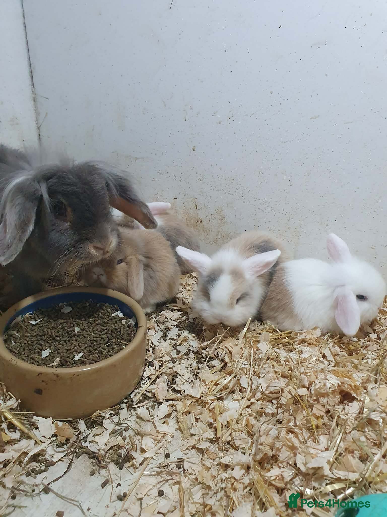 Mixed Breed rabbits Lion Lop x Vienna Lop Pet Bunnies  - Advert 1