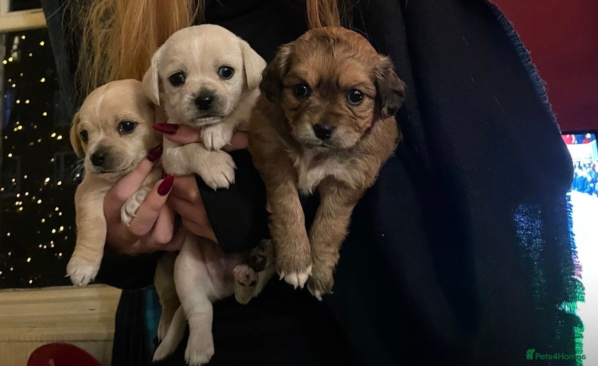 Mixed Breed dogs Boy and Girl left / Cavachon x Chihuahua - Advert 3