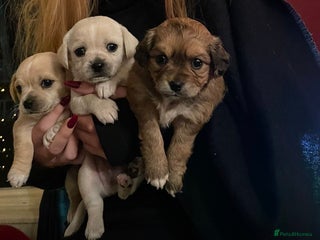 Mixed Breed dogs Boy and Girl left / Cavachon x Chihuahua - Advert 3