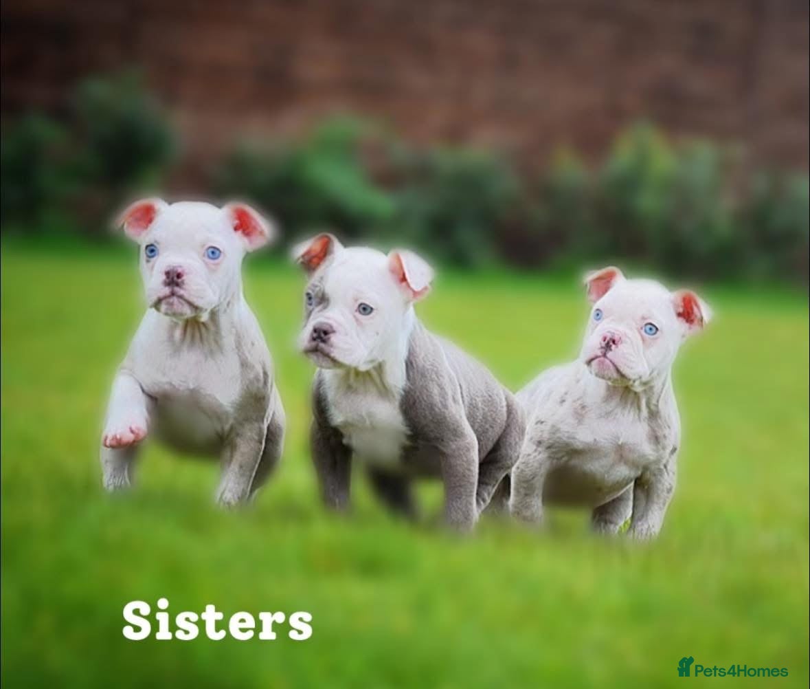 Old Tyme Bulldog dogs 23 YEARS, EXPERIENCE, 5 STAR RATED, LICENSED - Advert 1