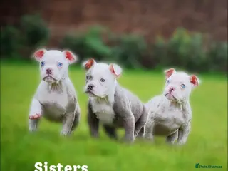 Old Tyme Bulldog dogs 23 YEARS, EXPERIENCE, 5 STAR RATED, LICENSED - Advert 1