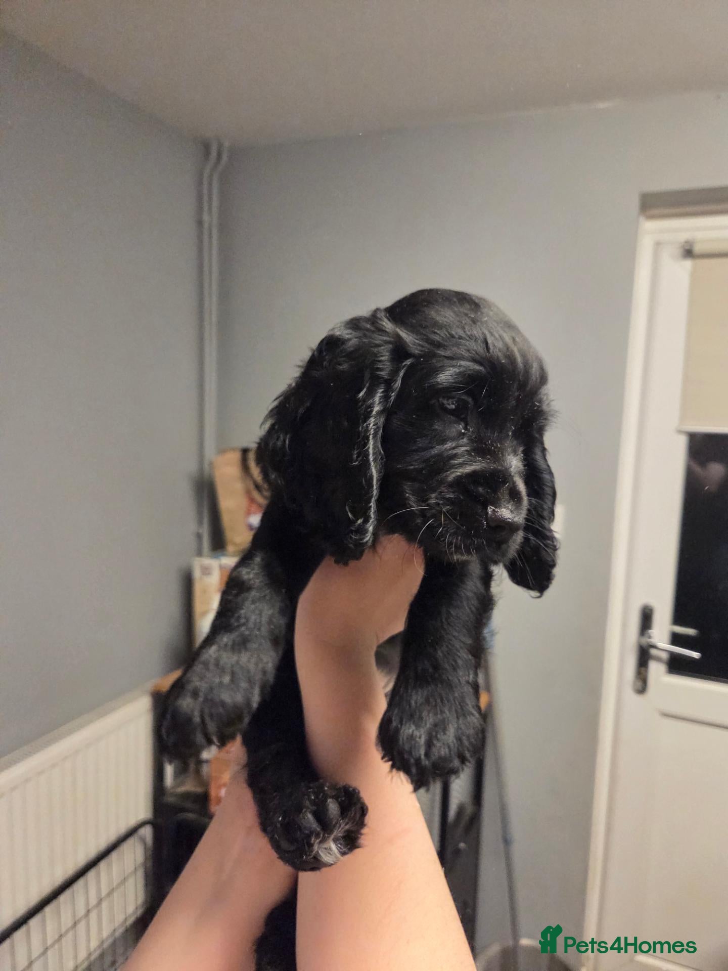 Cocker Spaniel dogs for sale: Ready now Beautiful litter male cocker spaniels  - Advert 23