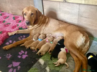 Labrador Retriever dogs 🐾 Beautiful Labrador Puppies 🐾 - Advert 3