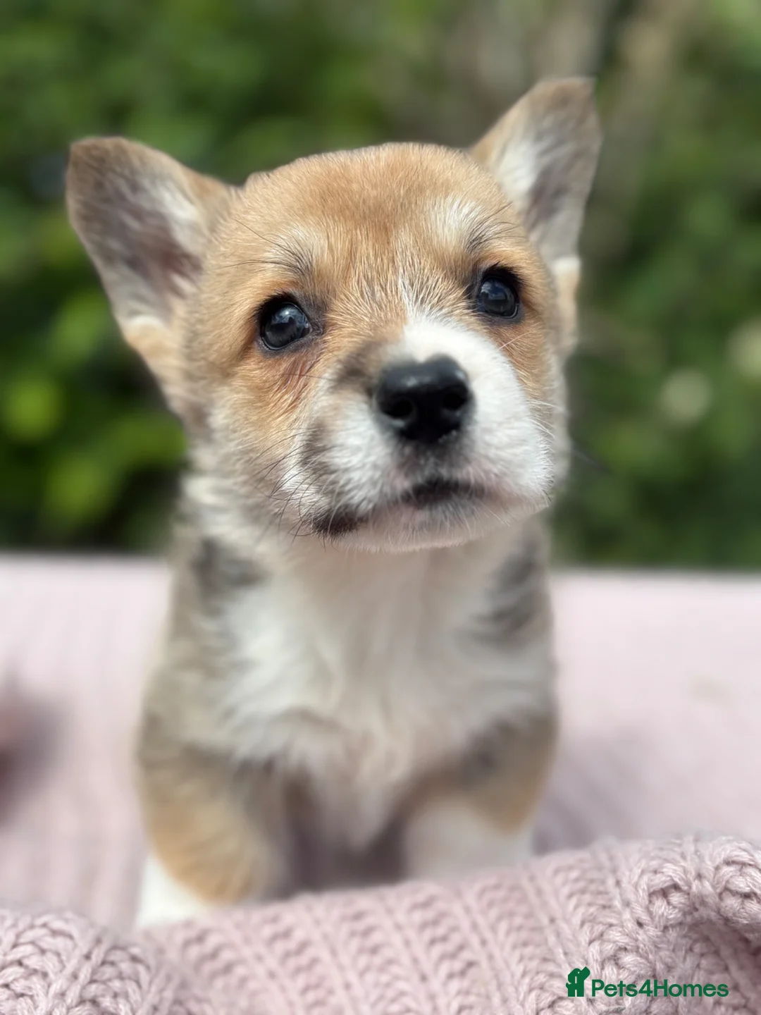 Welsh Corgi Pembroke dogs for sale: Outstanding Welsh Pembrokeshire Corgis  - Advert 2