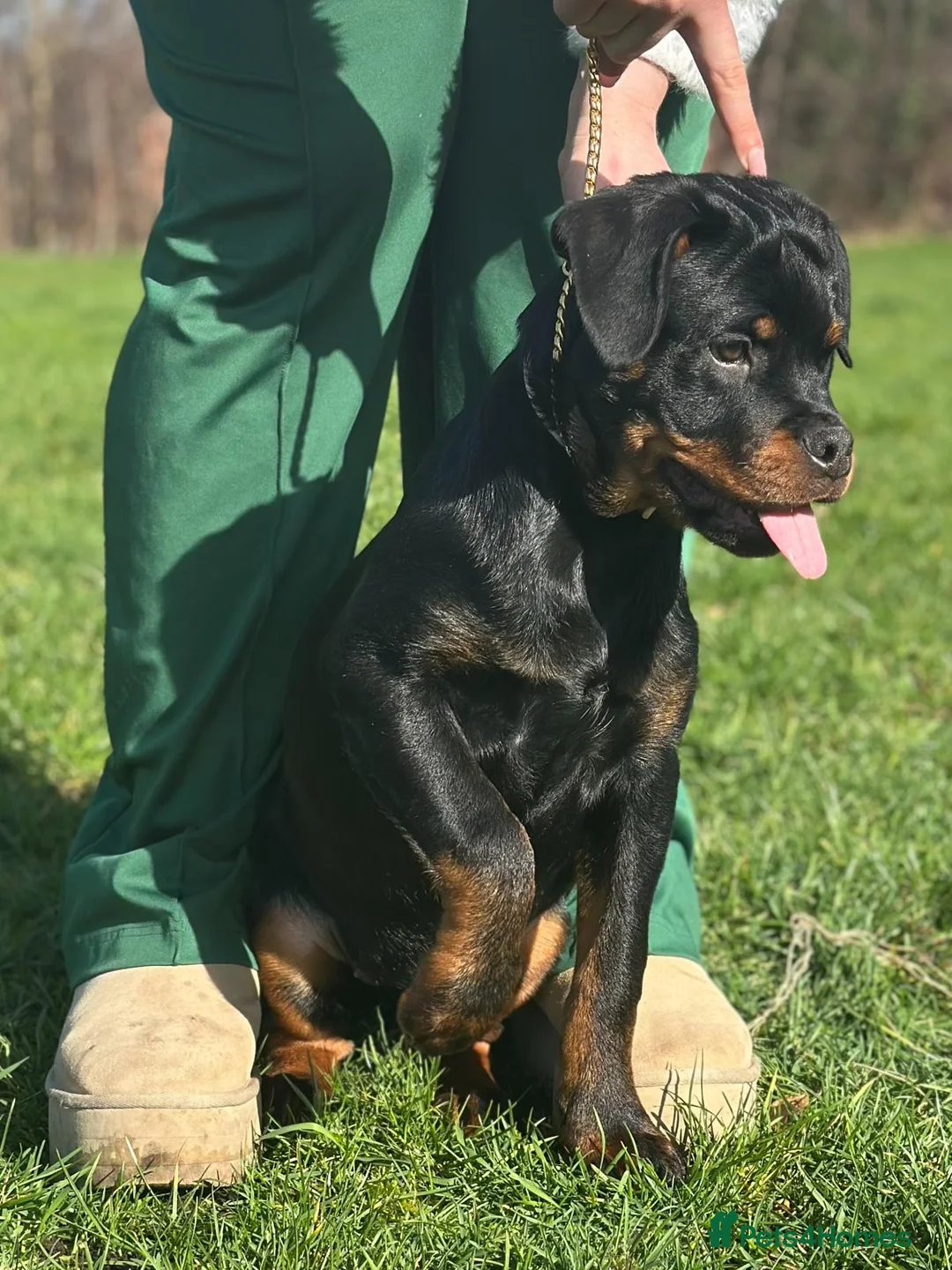 Rottweiler dogs for sale: Exceptional KC Registered Ch bloodline Rottie pups - Advert 2