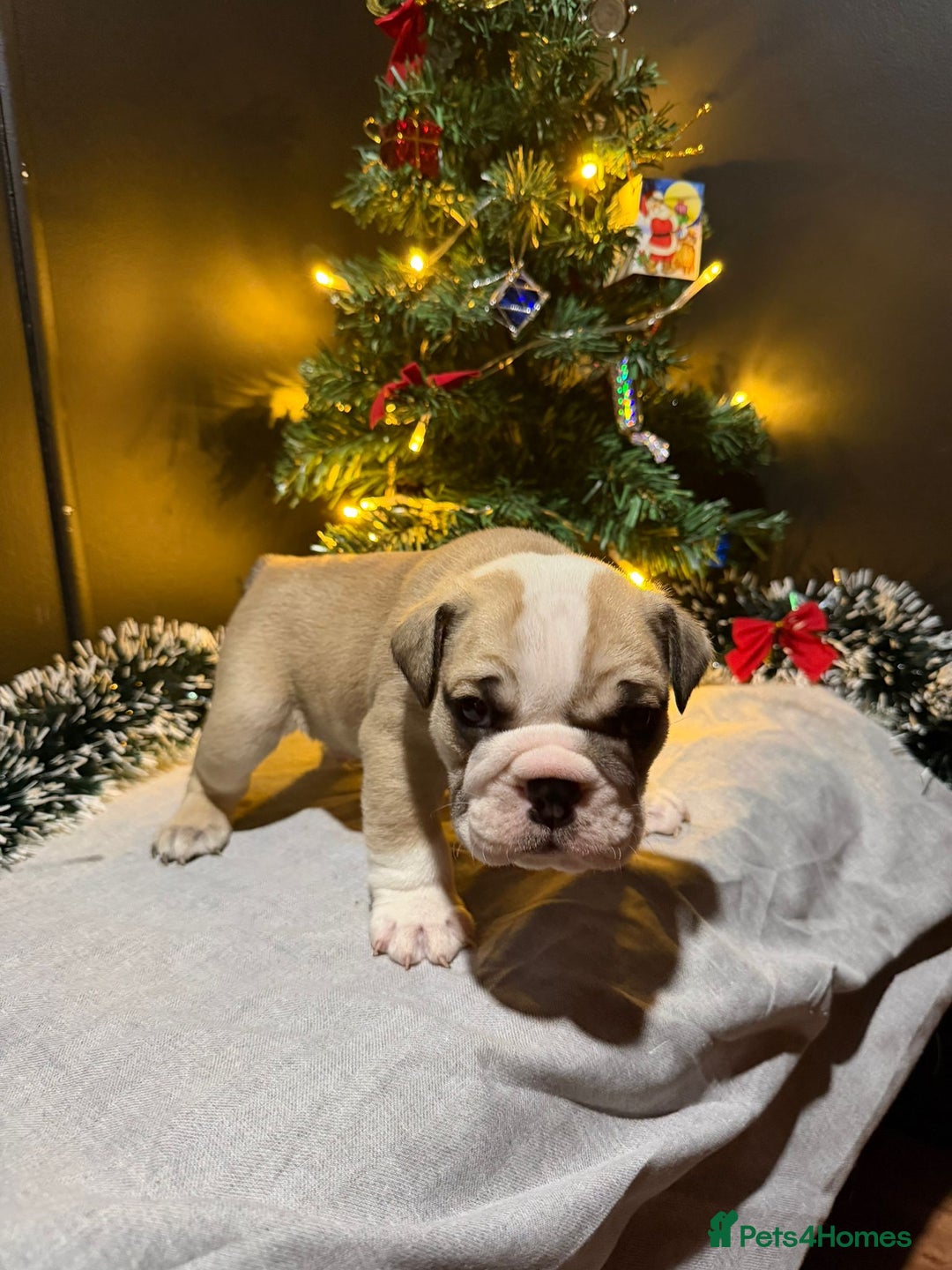 English Bulldog dogs for sale: English Bulldog Puppies Coloured  - Advert 21