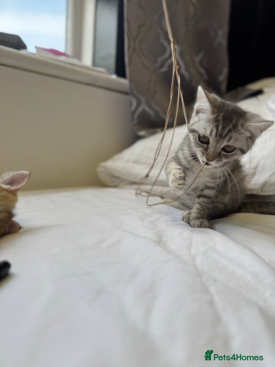 British Shorthair cats for sale: BSH kitten classic & chinchilla bloodline - Image 9
