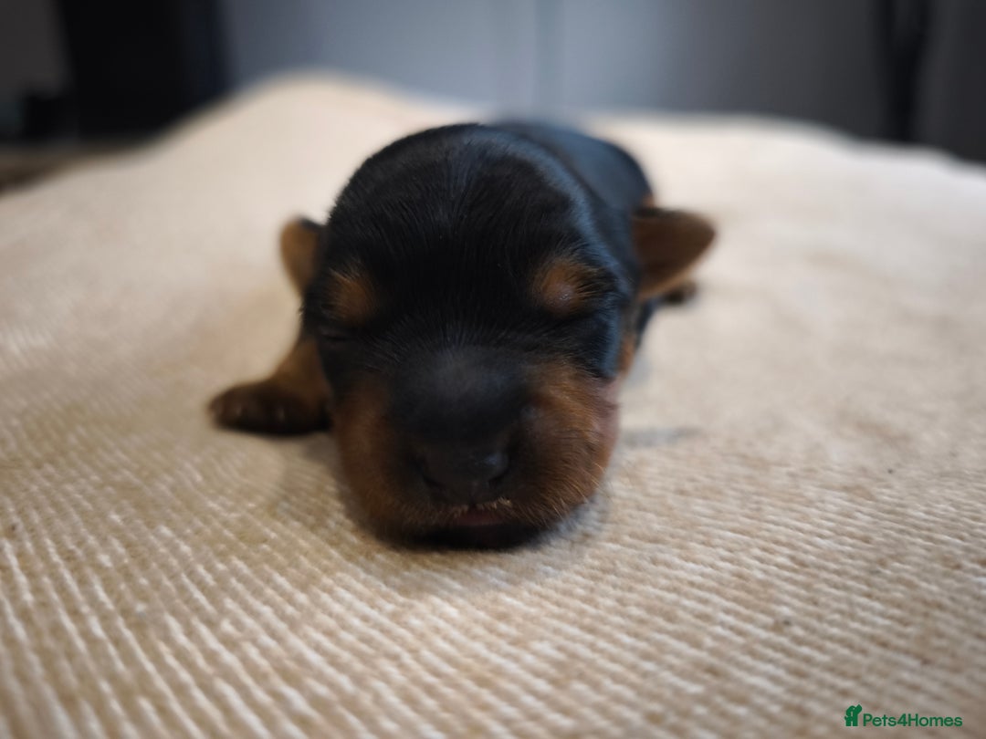 Yorkshire Terrier dogs for sale: Adorable Yorkshire Terrier Puppies. - Image 11
