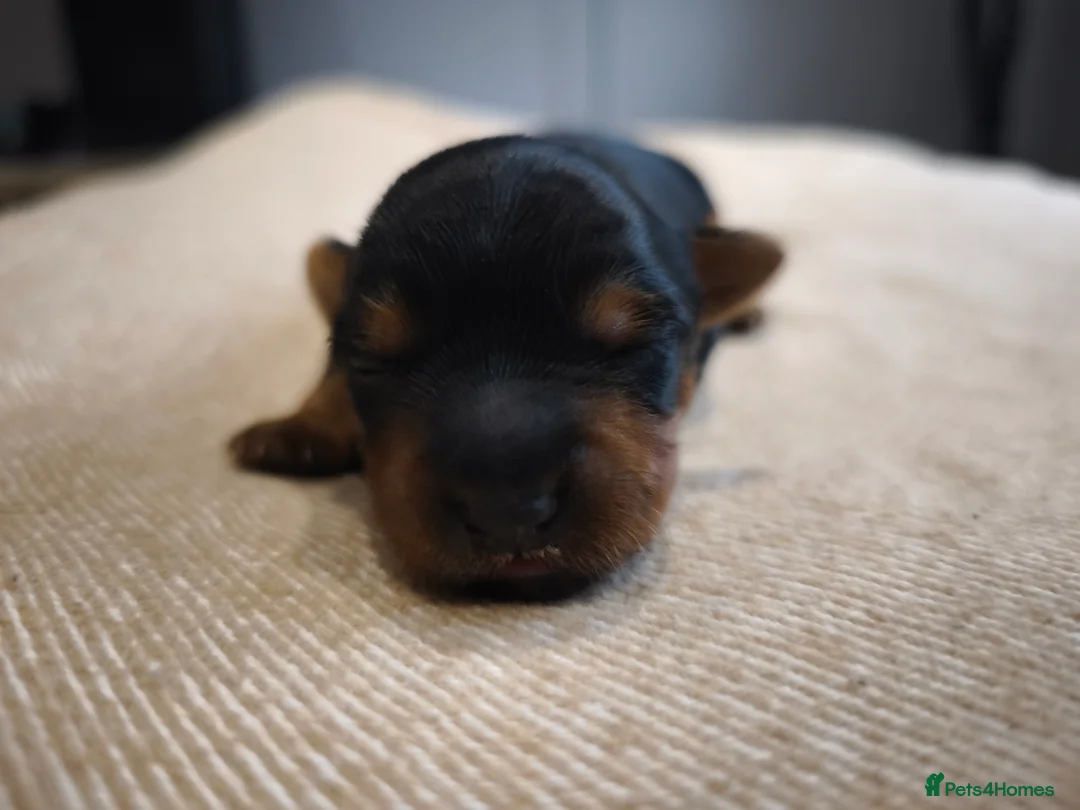 Yorkshire Terrier dogs for sale: Adorable Yorkshire Terrier Puppy. ONLY 1 GIRL LEFT - Advert 9