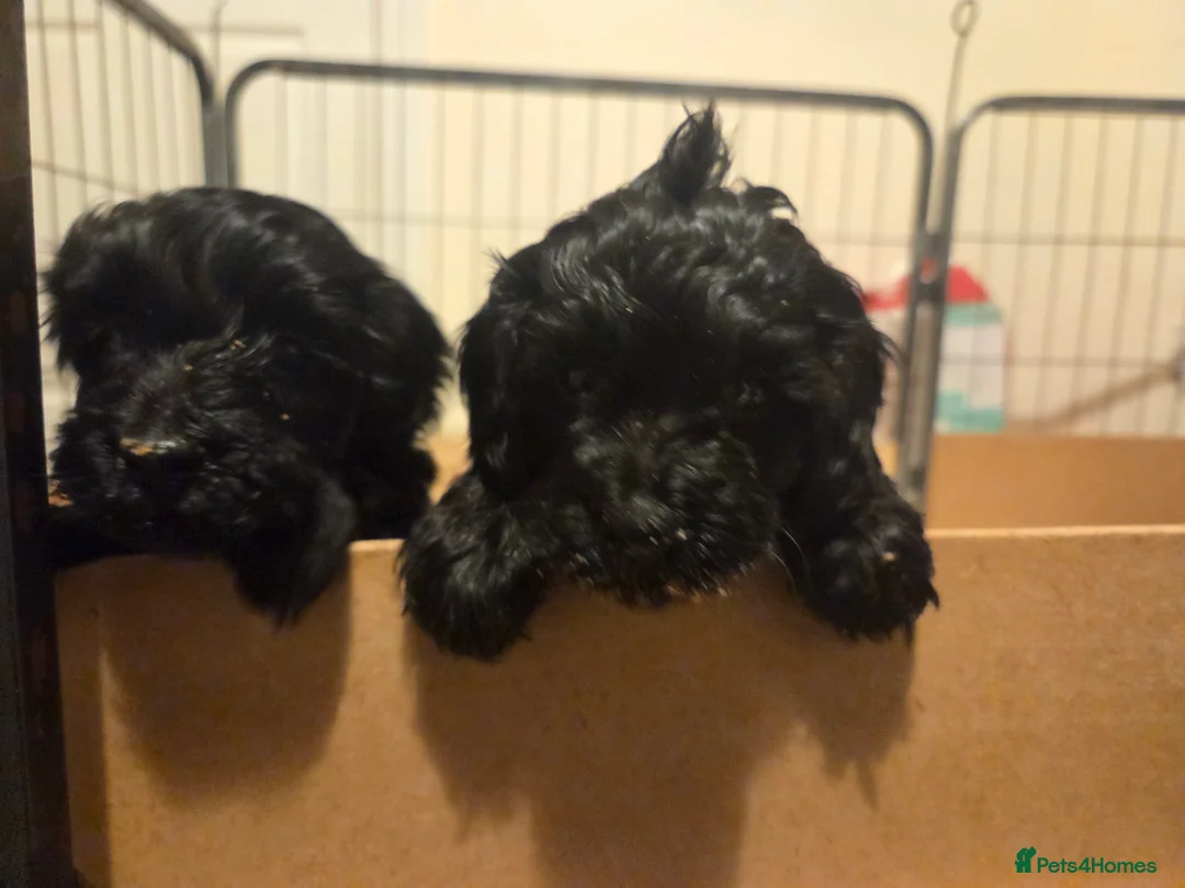 Cockapoo dogs for sale: F1B Toy Cockapoo Puppies - Advert 2