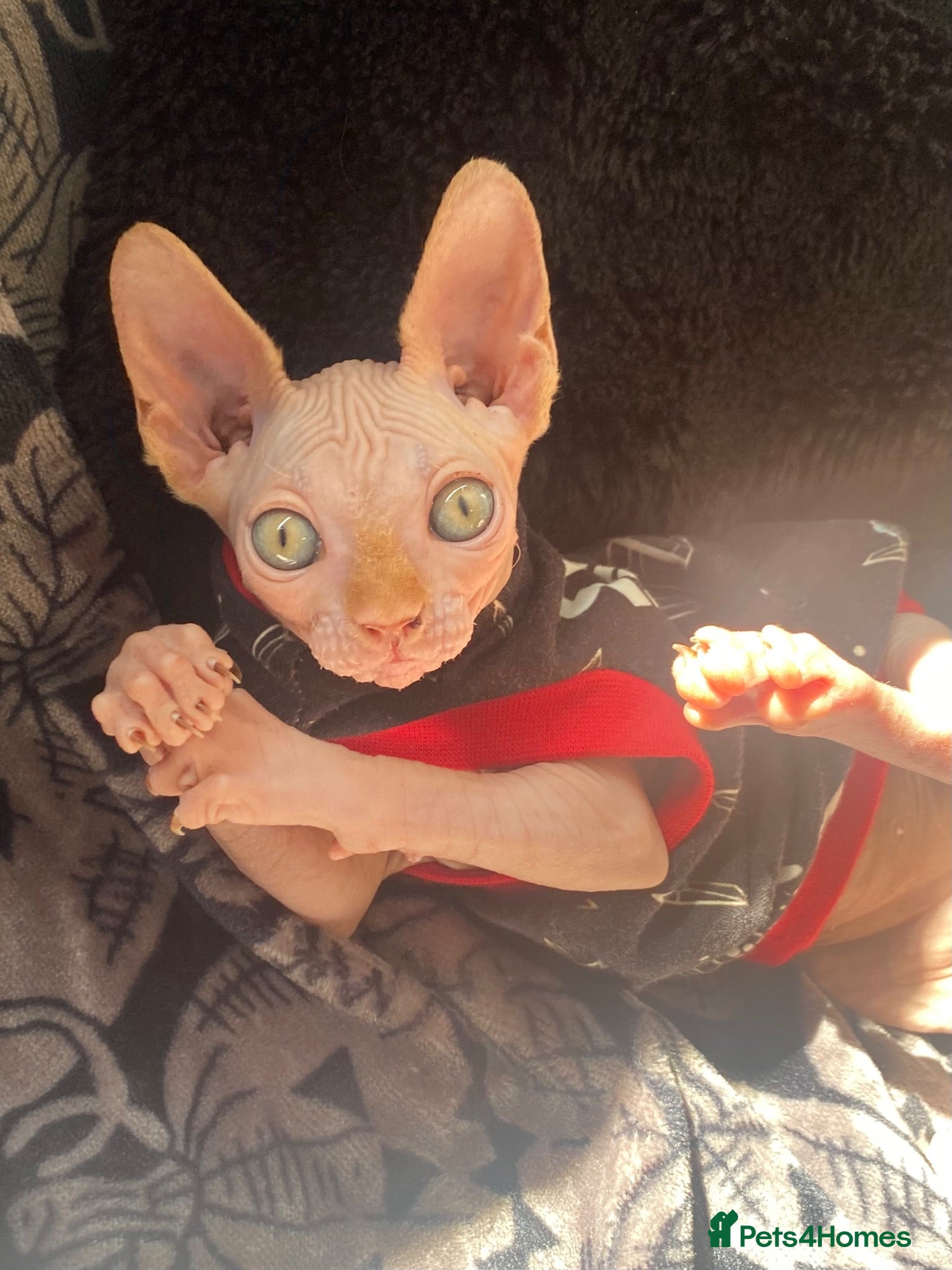 Sphynx cats 2 year old Sphynx  - Advert 1