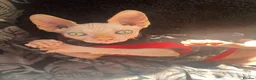 Sphynx cats for sale: 2 year old Sphynx  - Advert 1