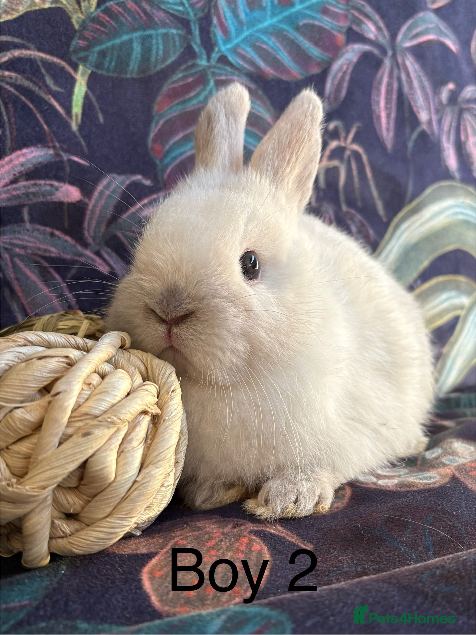 Netherland Dwarf rabbits Beautiful friendly Netherland Dwarfs (vaccinated) - Advert 1