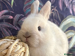 Netherland Dwarf rabbits Beautiful friendly Netherland Dwarfs (vaccinated) - Advert 1