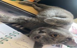 British Shorthair cats for sale: Female British shorthair  - Image 4
