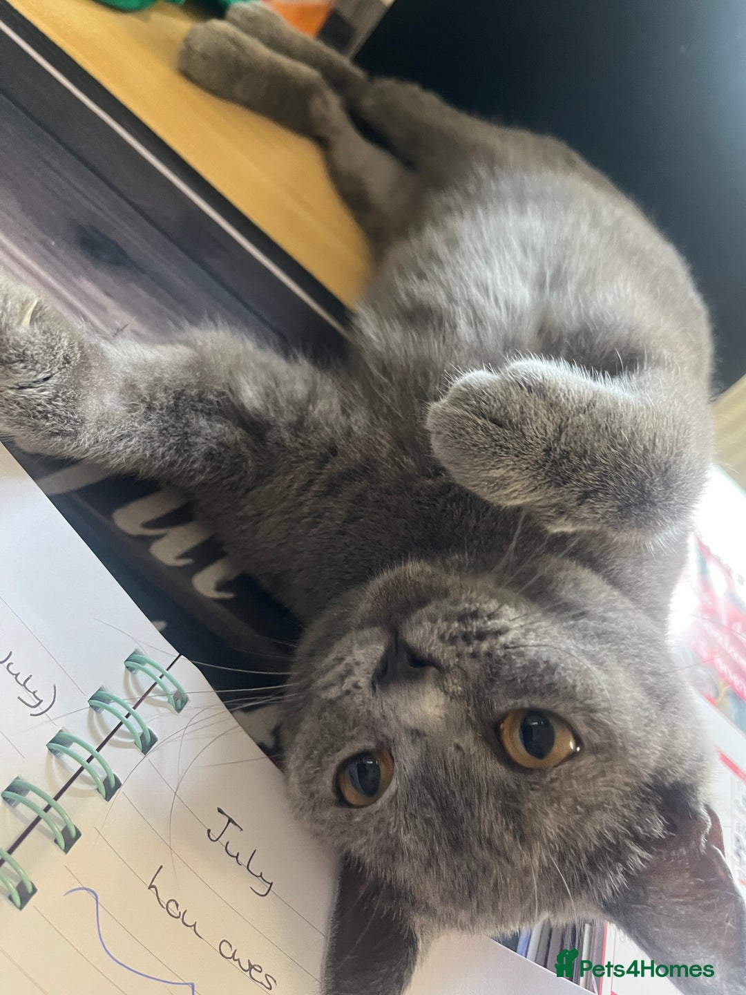 British Shorthair cats for sale: Female British shorthair  - Image 4