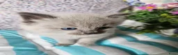 Ragdoll cats for sale: Ragdoll - Advert 11