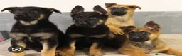 German Shepherd dogs for sale: 12 week old German shepherd  in Salford - Advert 5