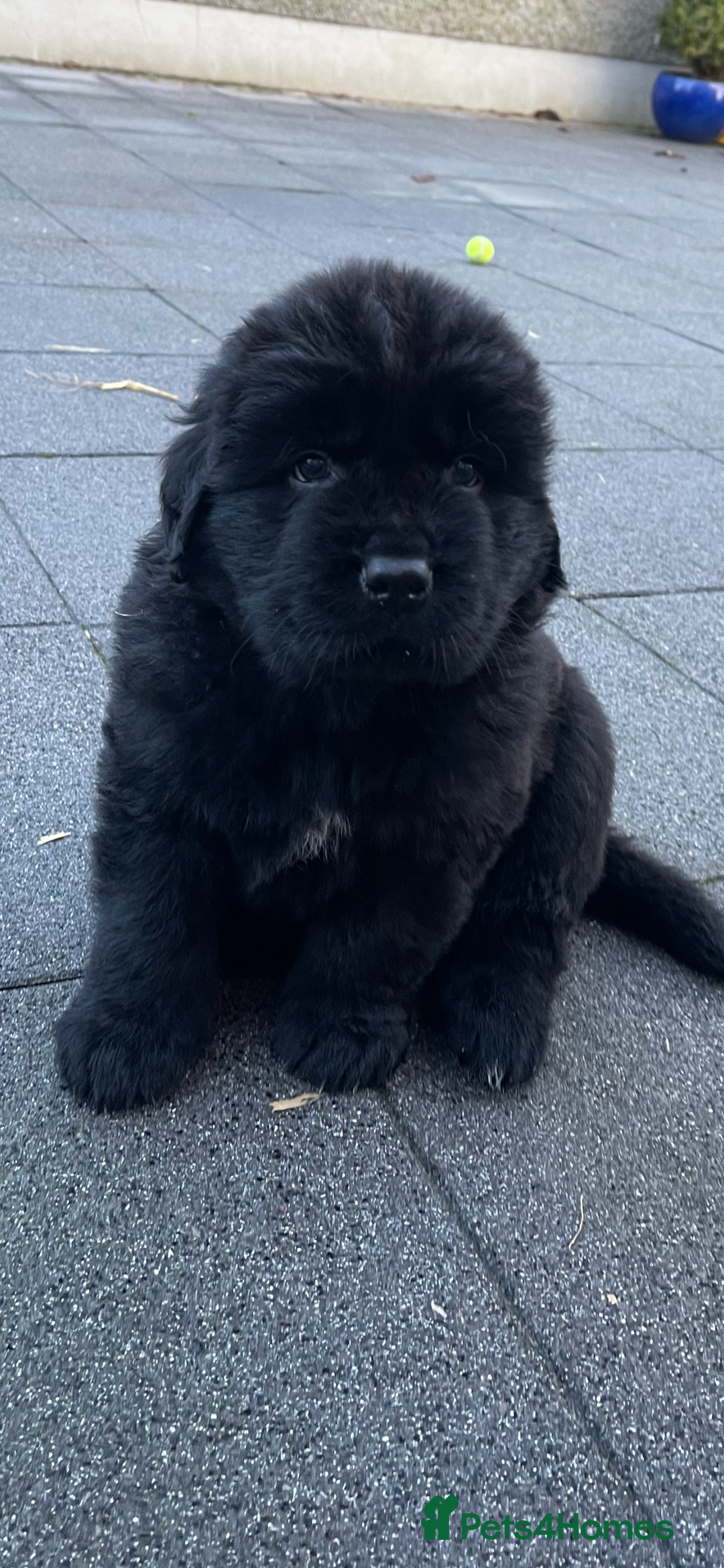 Newfoundland dogs for sale: Chunky Newfoundland puppies - Advert 8