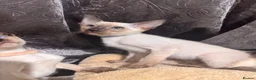 Siamese cats for sale: 4 affectionate traditional Siamese kittens ready - Advert 4