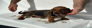 Dachshund Puppy 2
