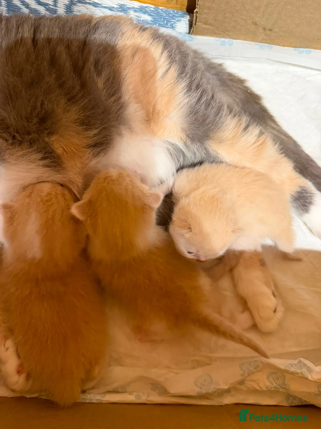 British Shorthair cats for sale: British Shorthair kittens for sale  - Advert 12