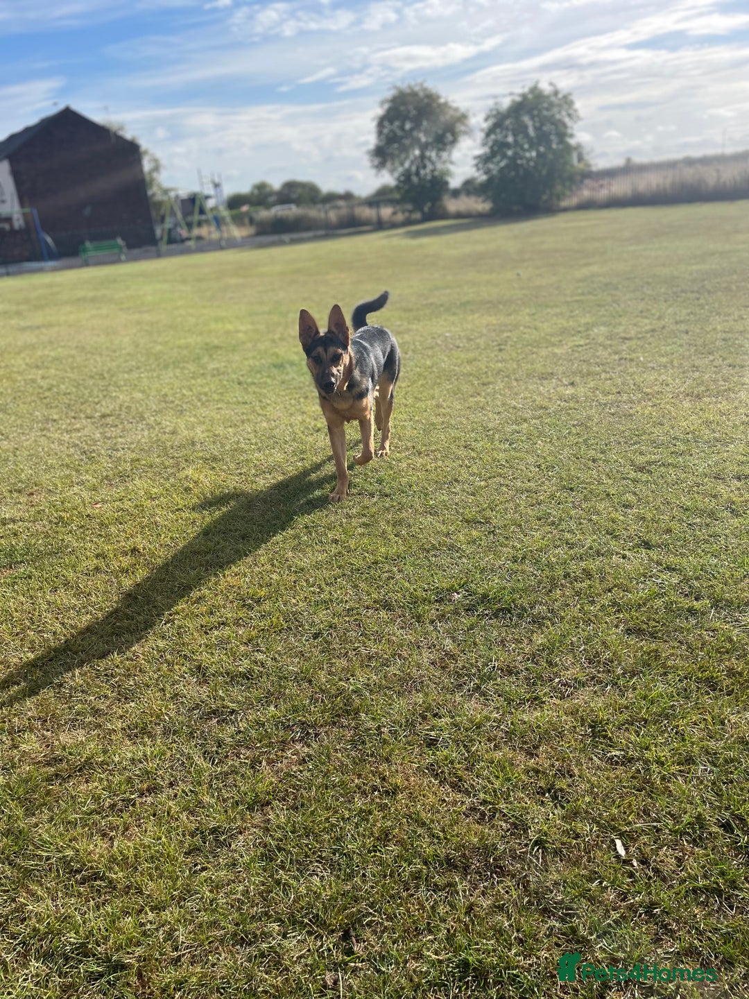 German Shepherd dogs for sale: Two Male GSD pups - Image 4