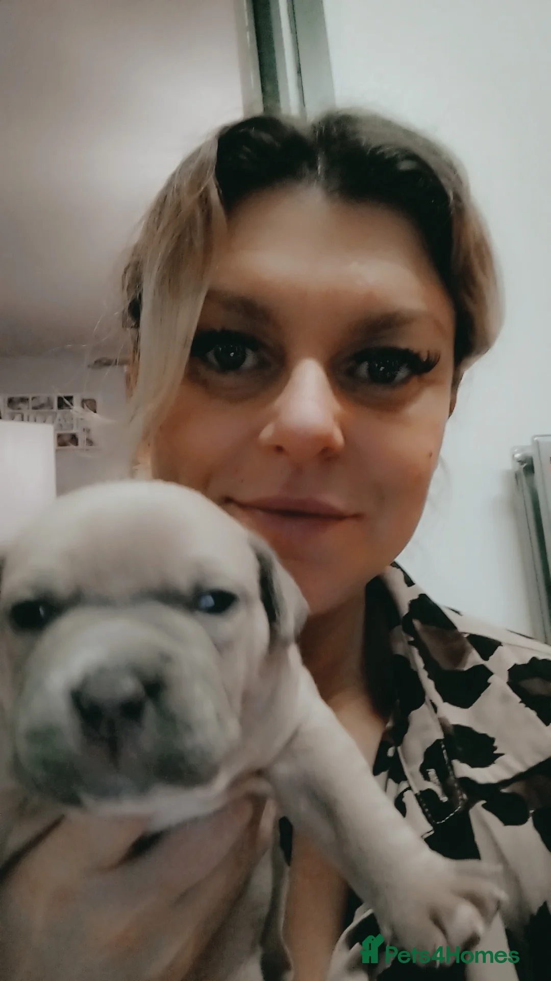 Mixed Breed dogs for sale: Exotic pocket bully cross  - Advert 3