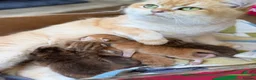 British Shorthair cats for sale: British shorthair chocolate golden Kitens TICA - Advert 23