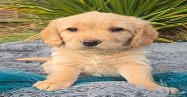 Labradoodle dogs - Advert 4