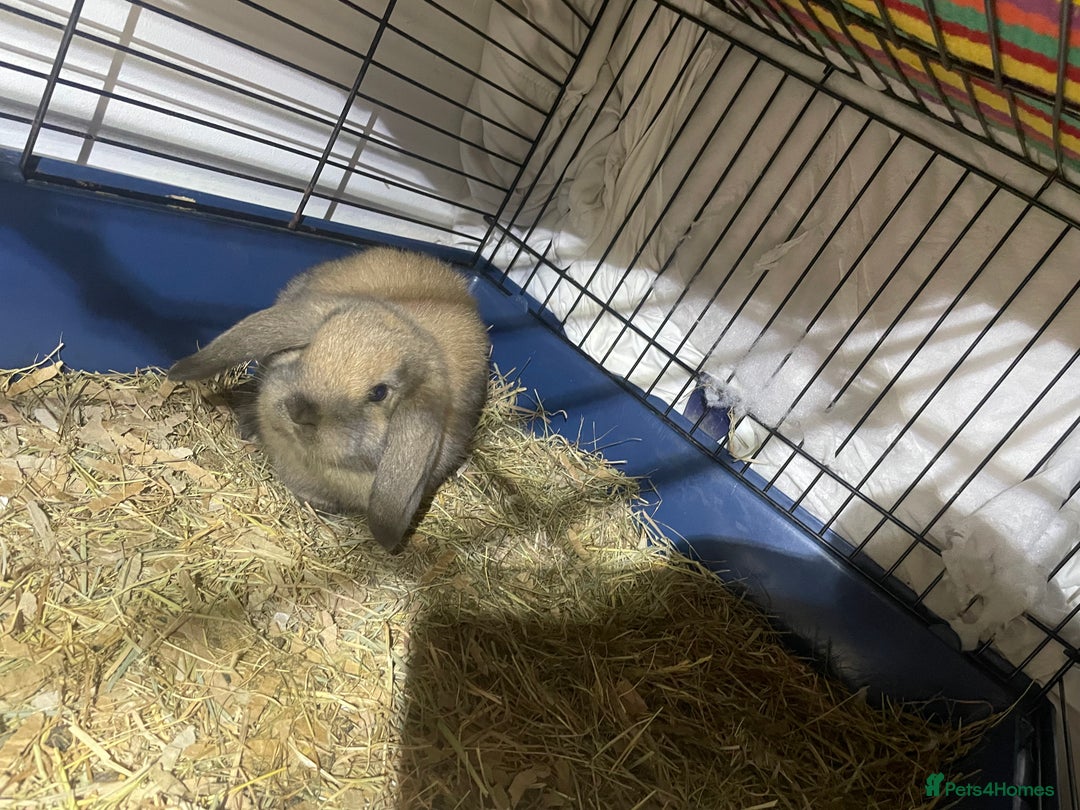 Mini Lop rabbits for sale: Pure bred mini lop baby girl - Advert 10