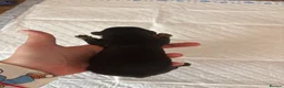 Miniature Dachshund dogs for sale: X6 beautiful miniature dachshunds for sale - Advert 5