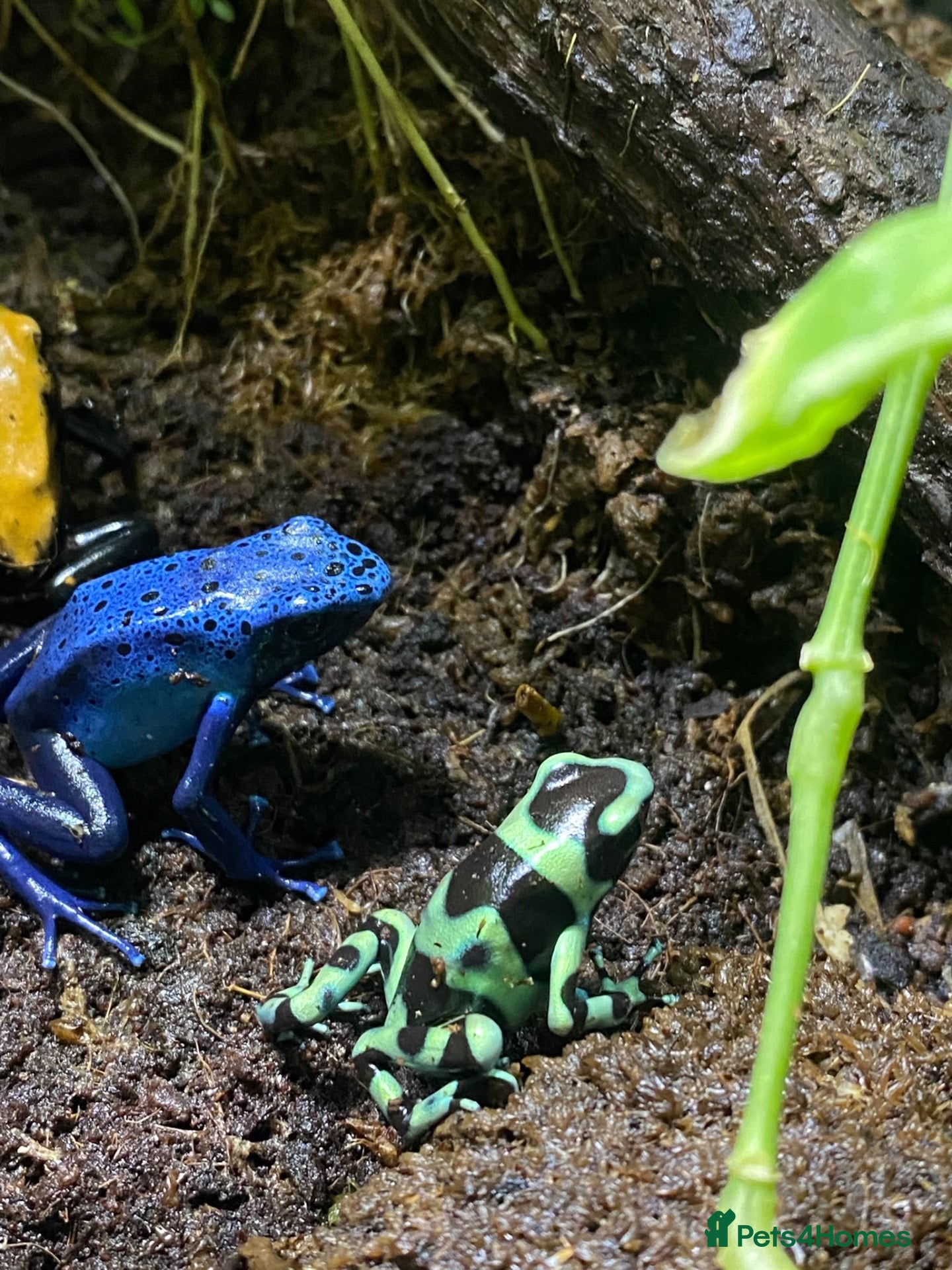 Frog reptiles for sale: Dart frogs  - Advert 1