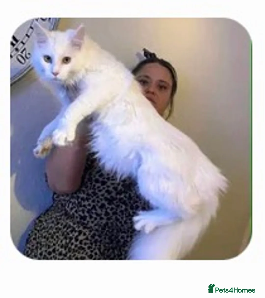 Maine Coon cats for sale: Gorgeous boy  - Advert 7