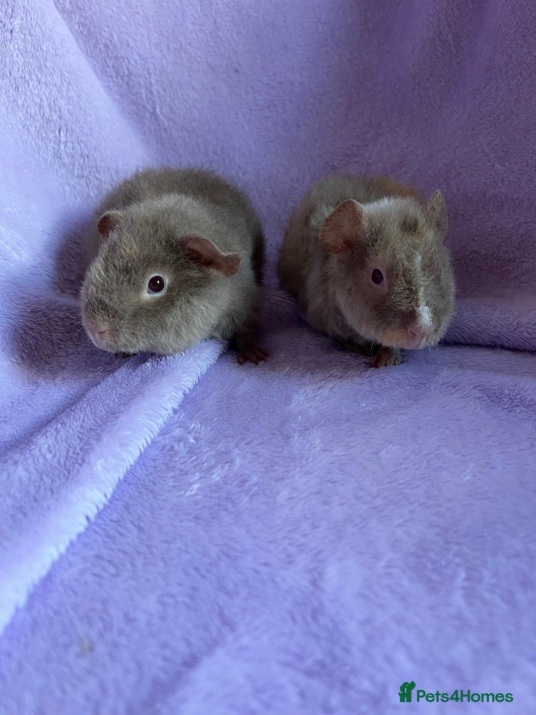 Guinea Pig rodents for sale: 2 teddy brothers  - Advert 3