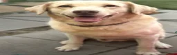Labrador Retriever dogs for stud: For Stud only  in Sidcup - Advert 4