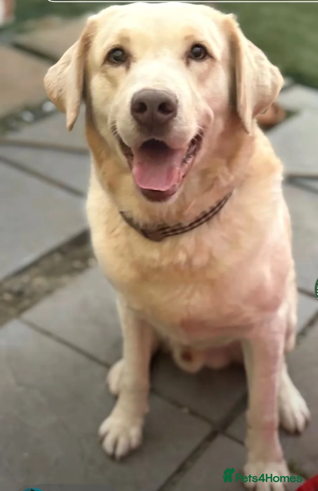 Labrador Retriever dogs for stud: For Stud only  in Sidcup - Advert 4