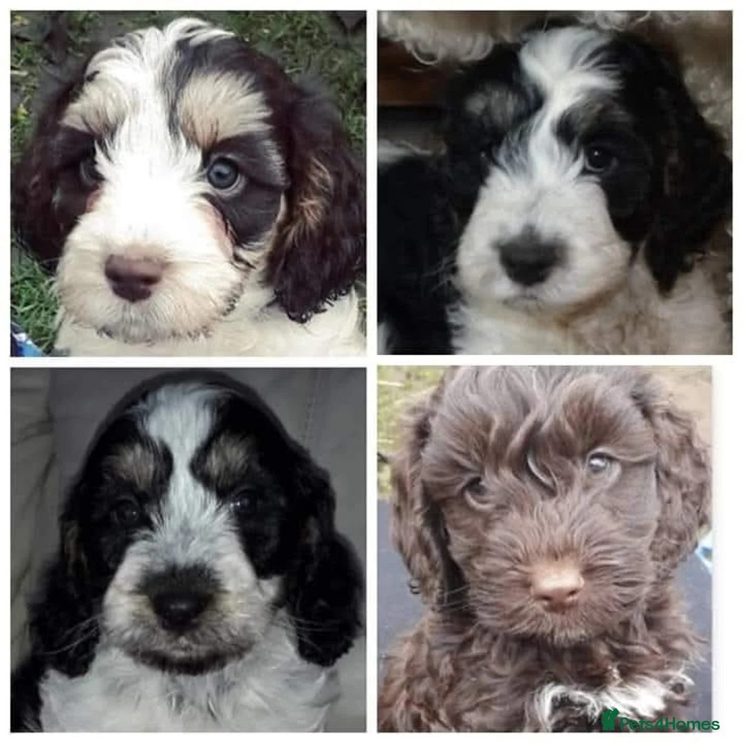 Cocker Spaniel dogs for sale: Beautiful show cockapoo litter due 1st march  - Advert 15