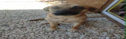 Mixed Breed dogs for adoption: Daisey 6 year’s Macedonian rescue  - Advert 3