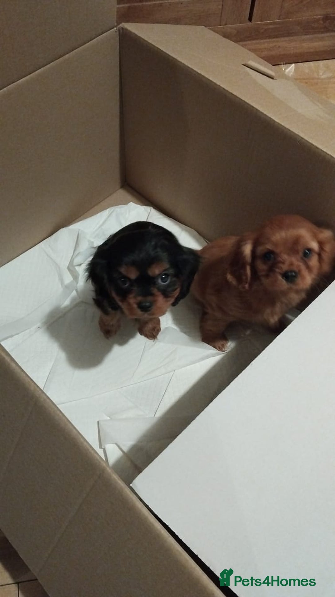 Cavalier King Charles Spaniel dogs for sale: Ruby king charles - Advert 4